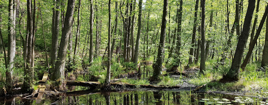 Trotz grüner Versprechen: Koalition will Naturschutzetat um ein Drittel kürzen
