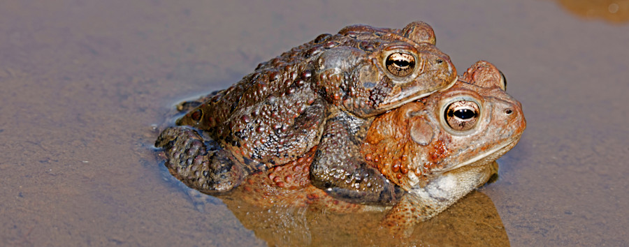 Wegen psychedelischer Wirkung: US-Behörde warnt davor, Kröte abzulecken