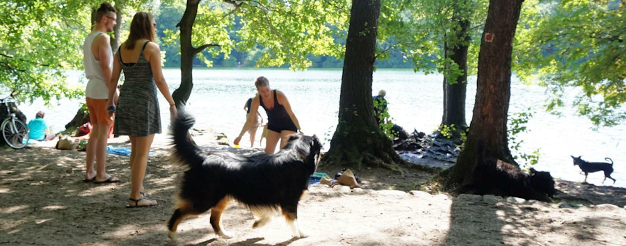 Schwan vermutlich totgebissen: Ärger mit Hunden am Schlachtensee und an der Krummen Lanke