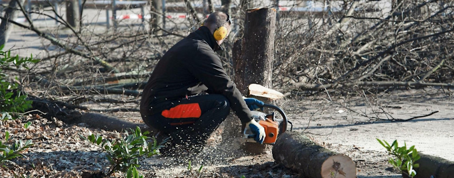 Leitfaden für Baumretter: Umweltverband BUND berät während der Berliner Fällsaison