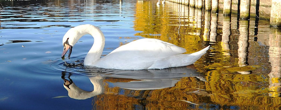 Kreuzbergerin rettet verirrten Vogel von der Admiralbrücke