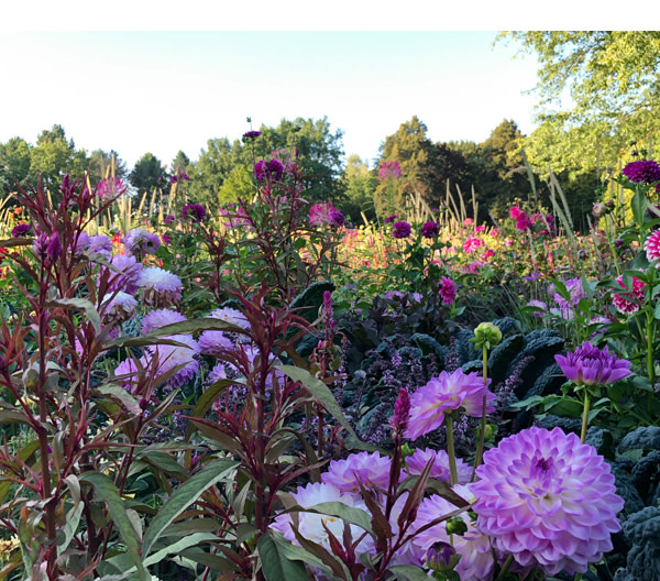 https://ar.tagesspiegel.de/r?t=https%3A%2F%2Fwww.britzergarten.de%2Fgruen-oase%2Fbluetenschauen%2Fdahlienfeuer%2F