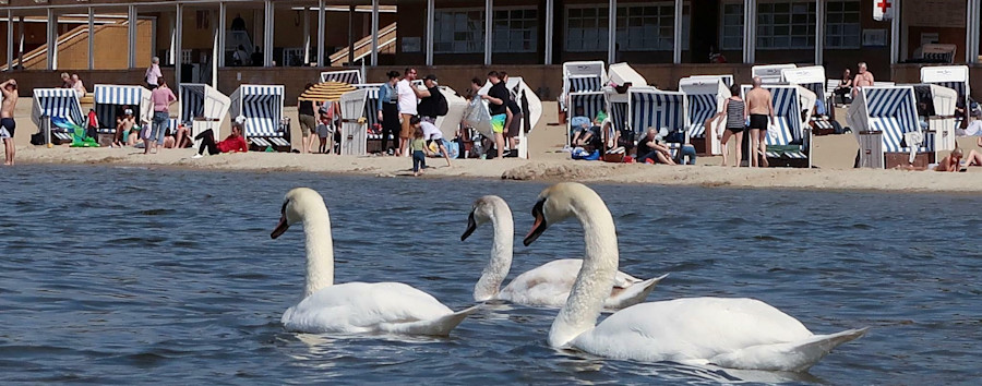 Dreist auf der Decke: Aggressive Schwäne im Strandbad Wannsee – was wirklich hilft