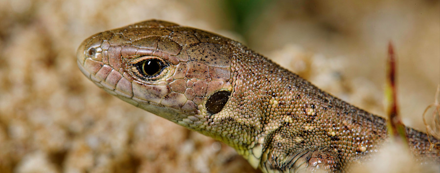 Teil des Berliner „Ökokontos“: Gärtner für anspruchsvolle Eidechsen-WG in Marienfelde gesucht