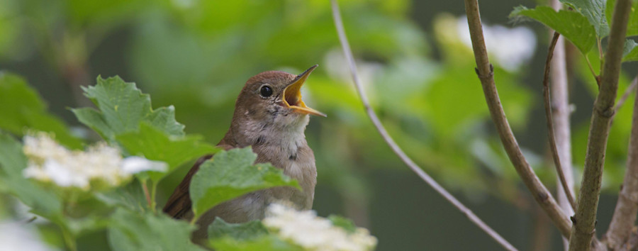 Rückkehr der Nachtigallen: Im Volkspark Friedrichshain und Tiergarten erklingen Liebeslieder
