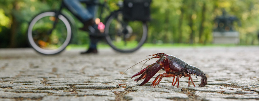 Holy Crab! Invasive Flusskrebsarten sind in Berlin auf dem Rückzug