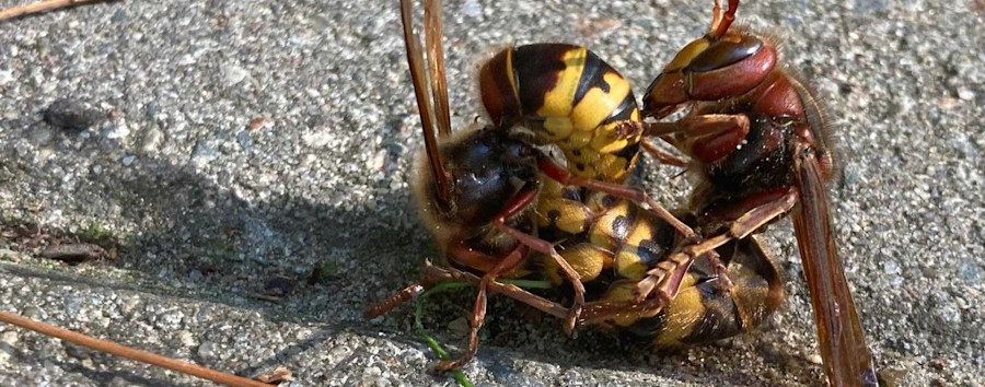 Hornissen bei der Paarung: Wildtierexperte erlebt seltene Sexszene auf Berliner Gehweg