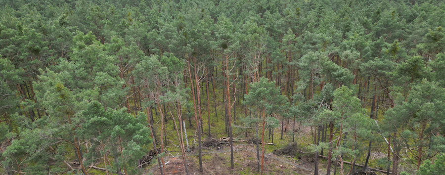 Berlins Wald im Wandel: Mehr Laub, weniger Kiefern