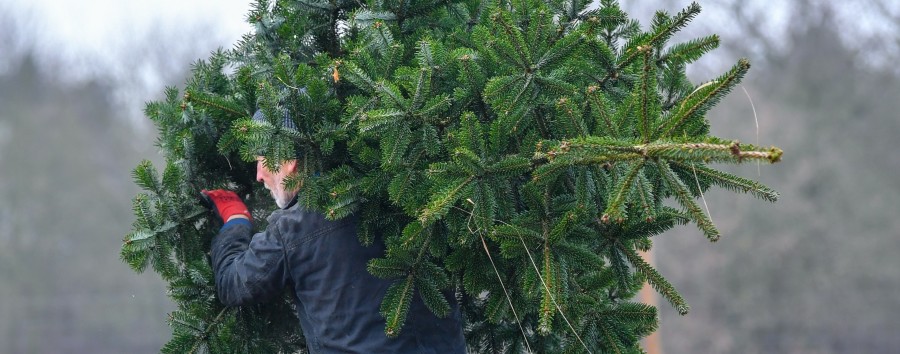 21 bis 29 Euro für Nordmanntannen: Weihnachtsbäume sollen 2023 in Berlin teurer werden