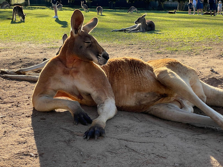 Urlaubsgrüße aus Brisbane, Australien
