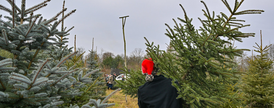 Engpässe bei Weihnachtsbäumen: Tannen sind knapp und teuer