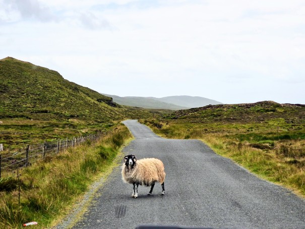 Foto Heidi Bischoff-Pflanz, Donegal (Irland)