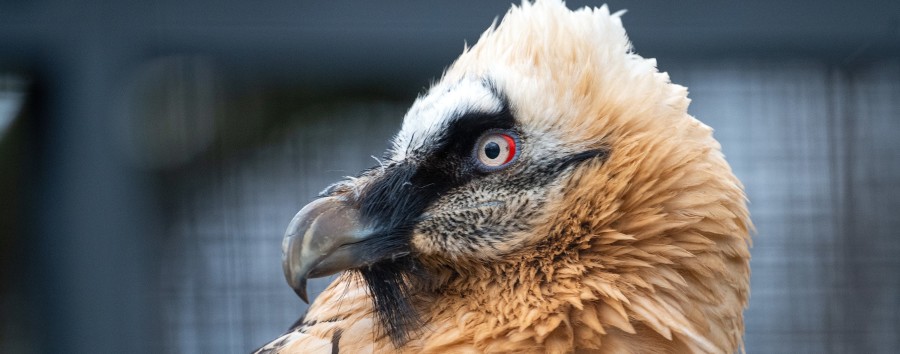 Müssen die Vögel dennoch getötet werden? Keine neuen Vogelgrippe-Fälle im Berliner Zoo