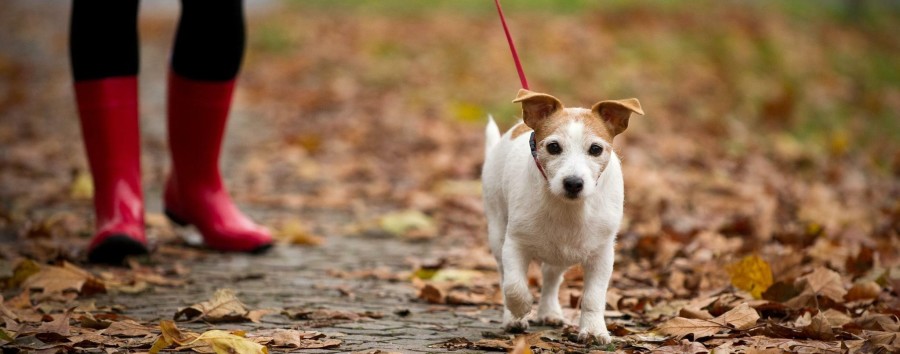 Ein kleines Lexikon für Berlin: 74.000 Hunde nicht angemeldet – die meisten Kampfhunde gibt’s in Neukölln