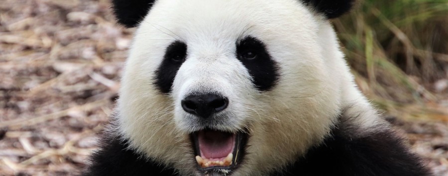 Teure Diplomatie in Berliner Zoo: China erhält jährlich eine Million Dollar für Pandabären