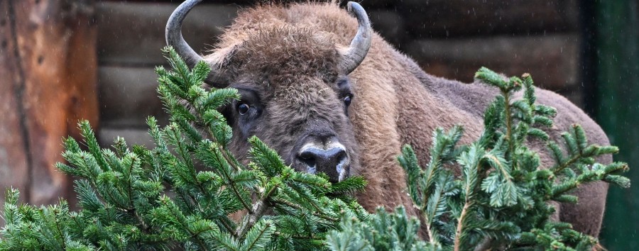 „Unbehandelte Weihnachtsbäume professioneller Händler“: Berliner Zoo-Tiere nicht durch Tannen-Fütterung gefährdet