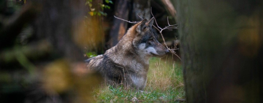 Bei Anruf Isegrim: Berliner Senat schaltet Hotline für Wolfssichtungen