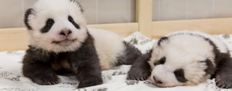 Ein „Bed-In“ mit den Panda-Babys