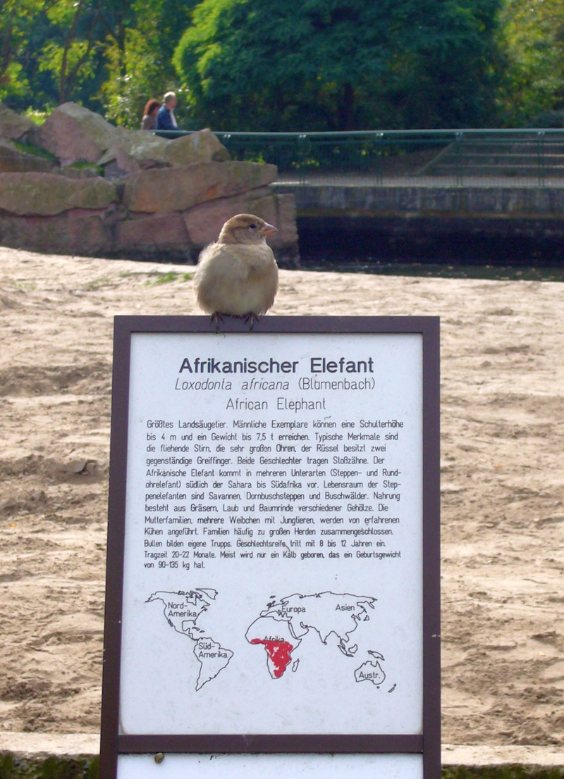 Kiekste