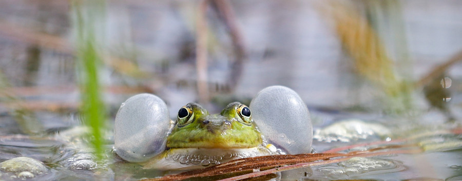 Nach Flutung eines Tümpels am Berliner Stadtrand: Wasser verschwunden, Messgerät kaputt, Wasser wieder da