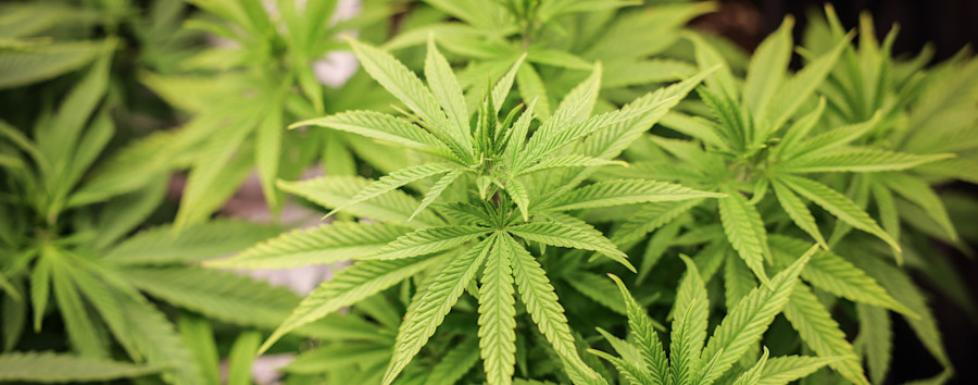 Cannabis-Abstimmung im Bundesrat