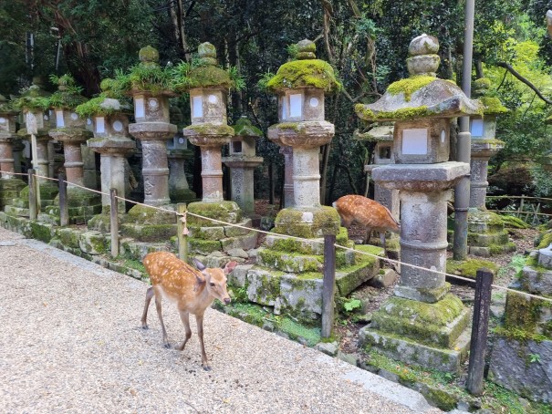 Haag, Rupert, Nara (Japan) KURZ