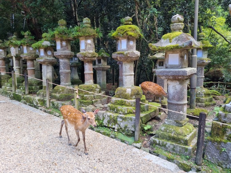 Haag, Rupert, Nara (Japan)