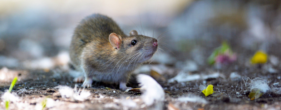 Ratten im Neuköllner Richardkiez: Nager kriechen durch Abwasserrohre