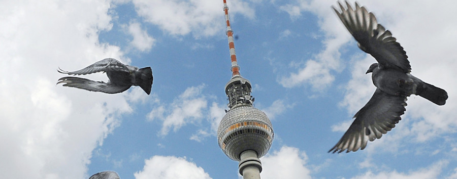 Rechtliche Prüfung des Berliner Senats hat ergeben: Stadttauben sind herrenlos