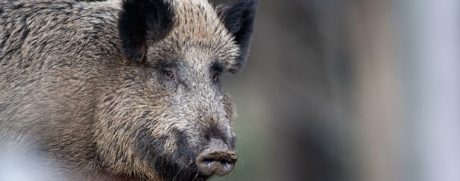 Mehr Jäger gegen Berliner Wildschweinplage