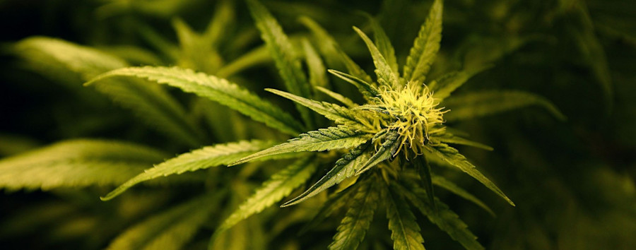 Genehmigung „unwahrscheinlich“: Cannabis-Modellprojekt in Berlin steht vor dem Aus