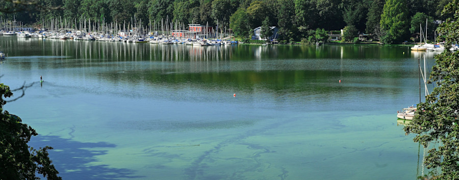Blaualgen in Berlin: Warnung vor Baden im Wannsee