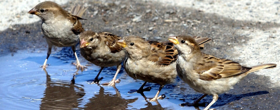 Vogelbestand in Deutschland: Nabu ruft in Berlin zu Zählungen am langen Wochenende auf