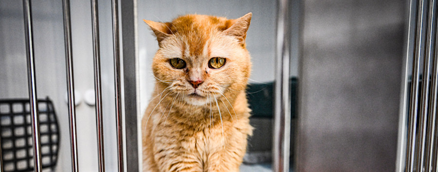 Von Katzen, Tauben und Affen: Die dienstältesten Bewohner des Berliner Tierheims