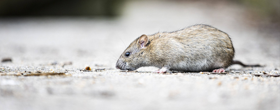 Dolce Wohnen in Berlin: Mieter entfernt verrottende Ratte nach einer Woche selbst – Deutsche Wohnen zerknirscht