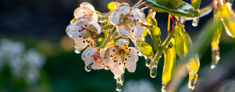 Gärtnerinnen und Obstbauern besorgt: Frost am Wochenende gefährdet Obsternte in Berlin