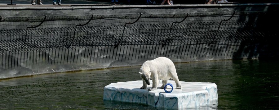 Kurator prämiert Beiträge zum Umweltschutz: Berliner Tierpark spendiert Plüsch-Eisbären – aber nicht jedem