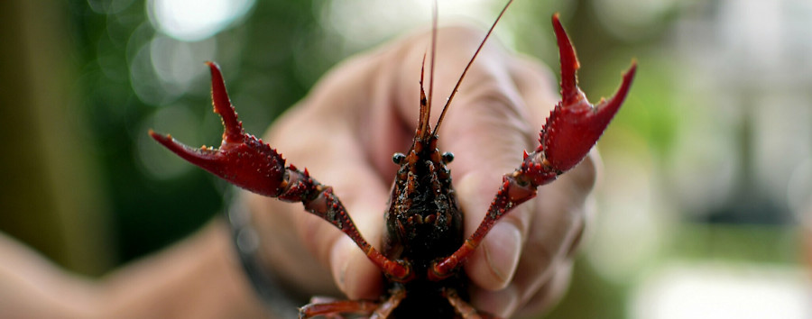 Sumpfkrebse in Berlin: Fangmaßnahmen eingestellt