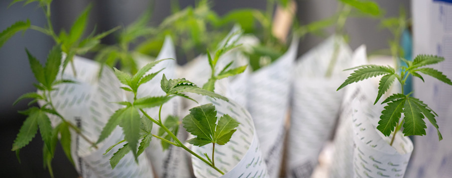 Fünf Monate nach der Legalisierung: Das steht in der Berliner Cannabis-Verordnung