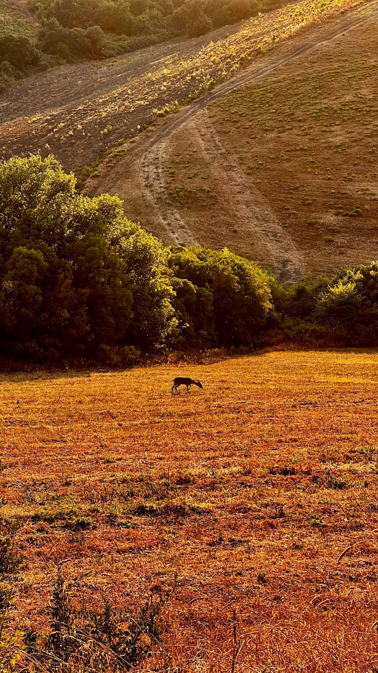 Urlaubsgrüße von Thorsten Müller aus der Toskana