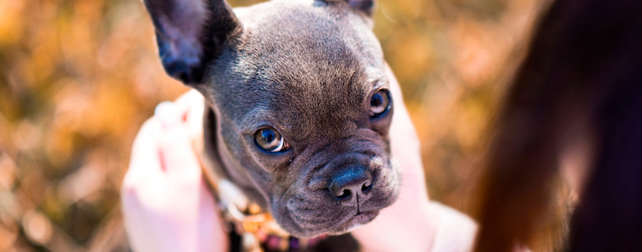 Berlinerin sucht ihre entlaufene Bulldogge Hannelore mit allen Mitteln