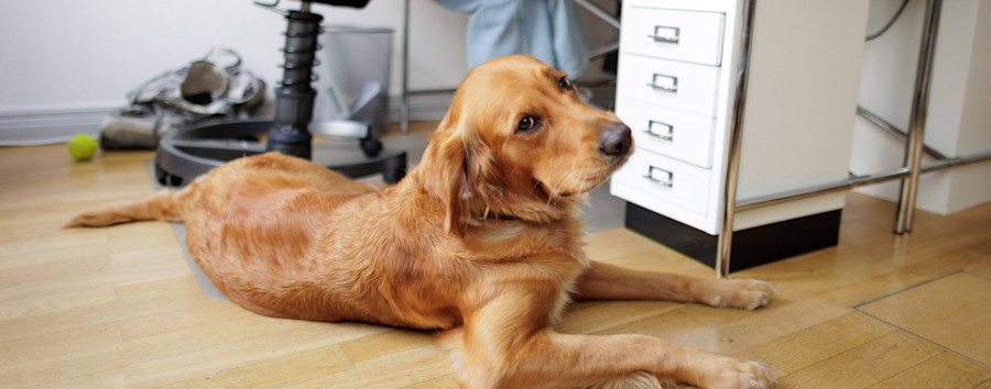 Diensthund im Dienstzimmer: Berlin testet Hunde im Büro bislang nur in zwei Bezirken.