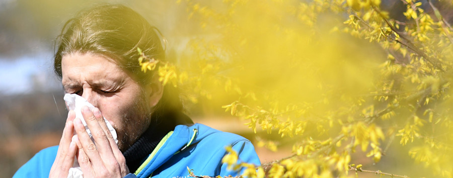 Plötzlicher Frühling nach Kälte: Die Pollensaison in Berlin beginnt heftig