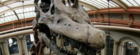 Naturkundemuseum kämpft um Brachiosaurus