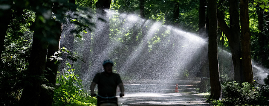 Aufruf zum Gießen: Die Bäume in Berlin leiden unter dem trockenen Boden