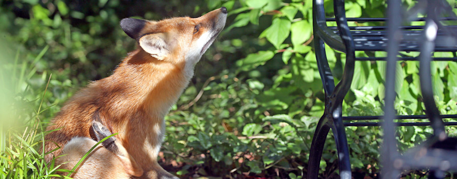 Laute Berliner Nächte: Jungfüchse verlassen schreiend den Bau