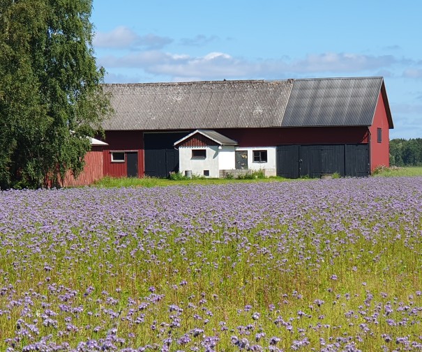 Grüße von Ricarda Paul aus Amal Südschweden