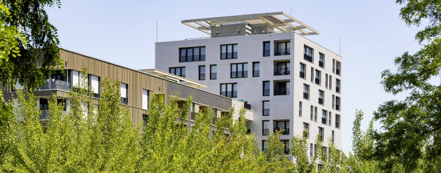 Gut Holz mit der Howoge! Berliner Wohnungsbaugesellschaft plant Hochhäuser aus heimischen Wäldern