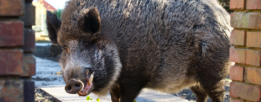 Keine letzte Ruhe: Wildschweine pflügen Berlins größten Friedhof um