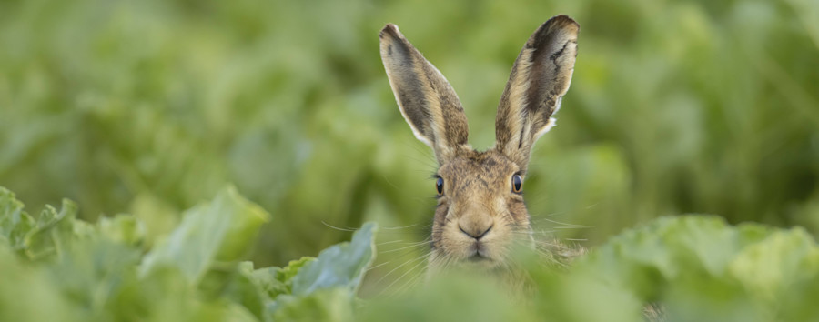 Paarungszeit sorgt für Kämpfe zwischen Berliner Feldhasen